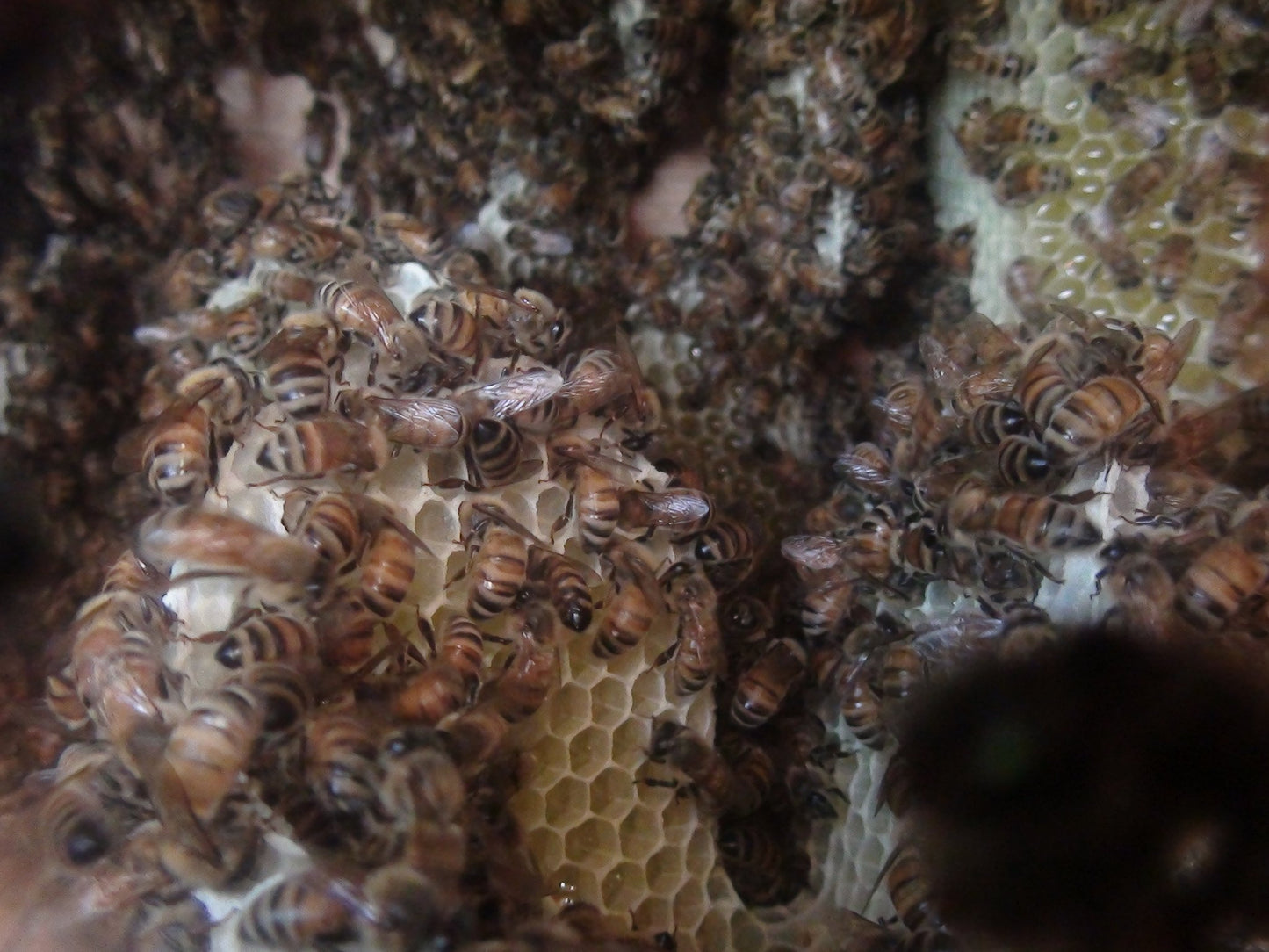 Warré Complete Hive With Windows / Ruche Complète Vitrée