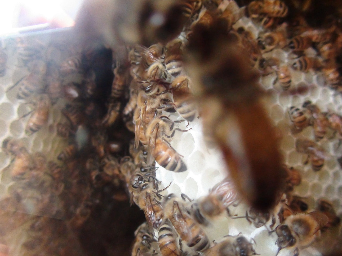 Warré Complete Hive With Windows / Ruche Complète Vitrée