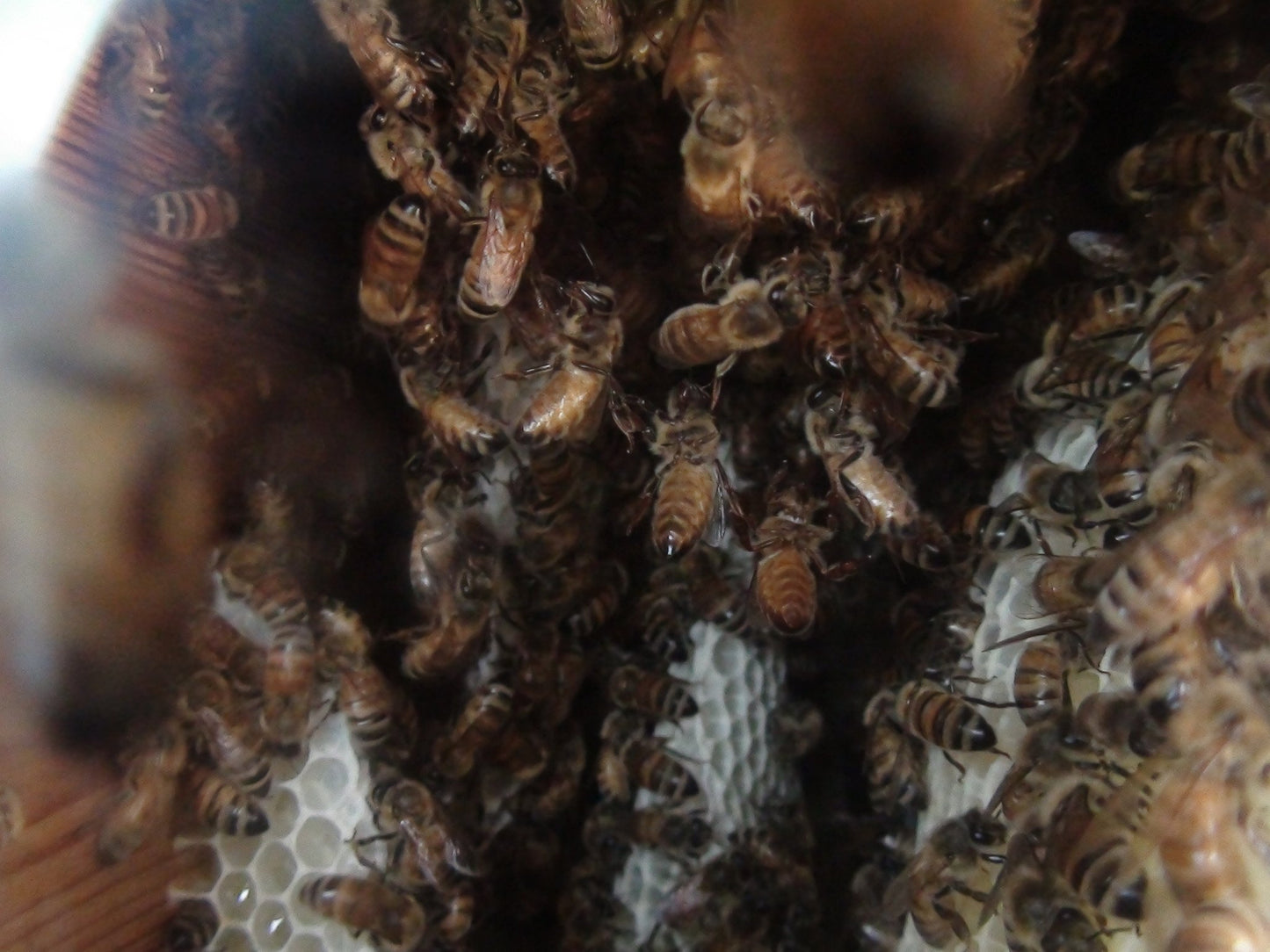 Warré Complete Hive With Windows / Ruche Complète Vitrée