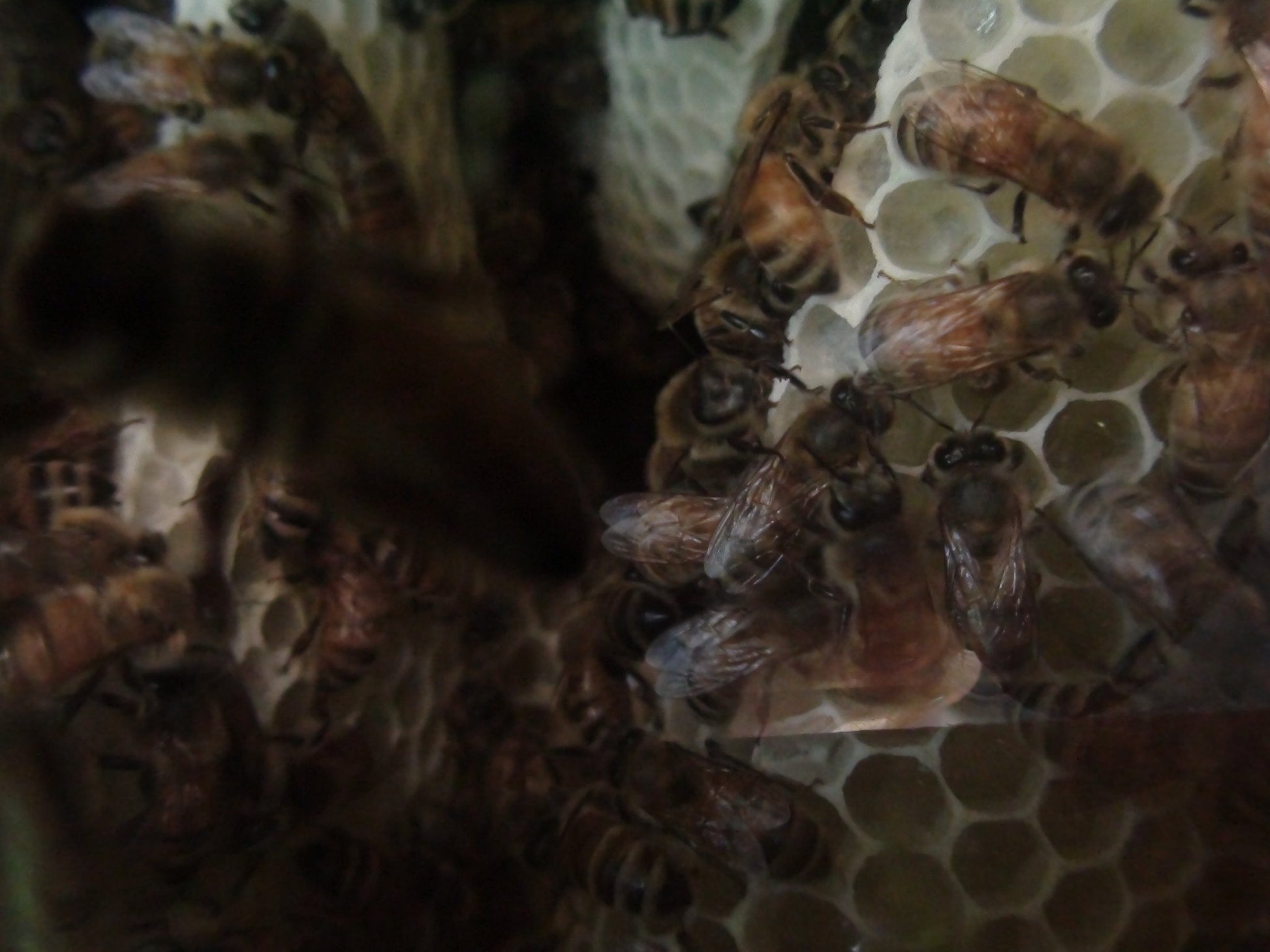 Warré Complete Hive With Windows / Ruche Complète Vitrée