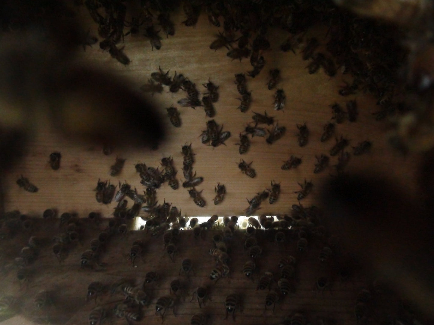 Warré Complete Hive With Windows / Ruche Complète Vitrée